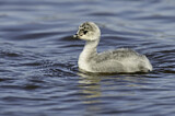 Image. Silvery Grebe