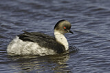 Image. Silvery Grebe