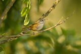 Image. Sinaloa Wren