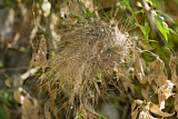 Image. Sinaloa Wren