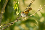 Image. Sinaloa Wren