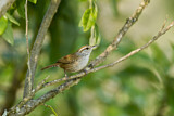 Image. Sinaloa Wren