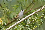 Image. Sinaloa Wren