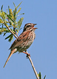 Image. Singammer
