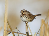 Image. Singammer