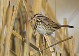 Image. Singammer