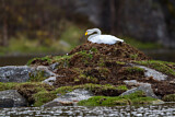 Image. Singschwan
