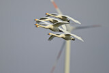 Image. Singschwan