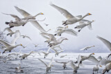 Image. Singschwan