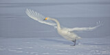 Image. Singschwan