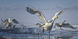 Image. Singschwan