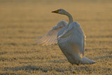 Image. Singschwan