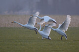 Image. Singschwan
