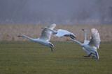 Image. Singschwan