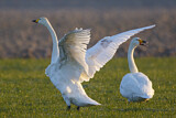 Image. Singschwan