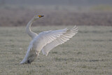 Image. Singschwan