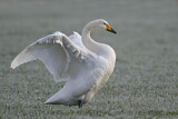 Image. Singschwan