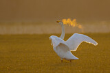 Image. Singschwan