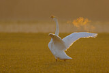 Image. Singschwan
