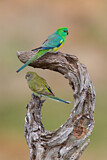 Image. Singsittich