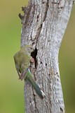 Image. Singsittich