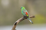 Image. Singsittich