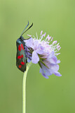 Image. Six-spot Burnet