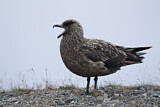 Image. Skua