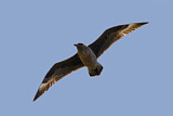 Image. Skua