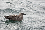 Image. Skua