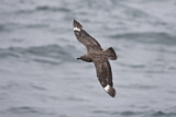 Image. Skua