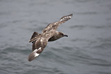 Image. Skua