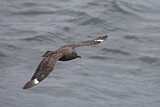 Image. Skua