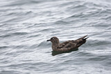 Image. Skua