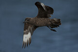 Image. Skua