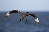 Image. Skua