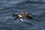 Image. Skua