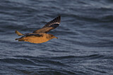 Image. Skua