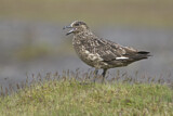 Image. Skua