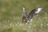 Image. Skua