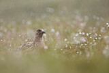 Image. Skua