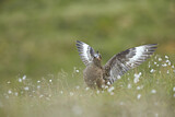 Image. Skua