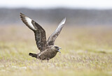 Image. Skua