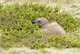 Image. Skua