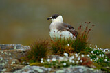 Image. Skua