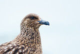 Image. Skua