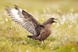 Image. Skua