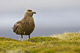Image. Skua
