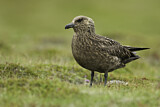 Image. Skua