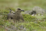 Image. Skua